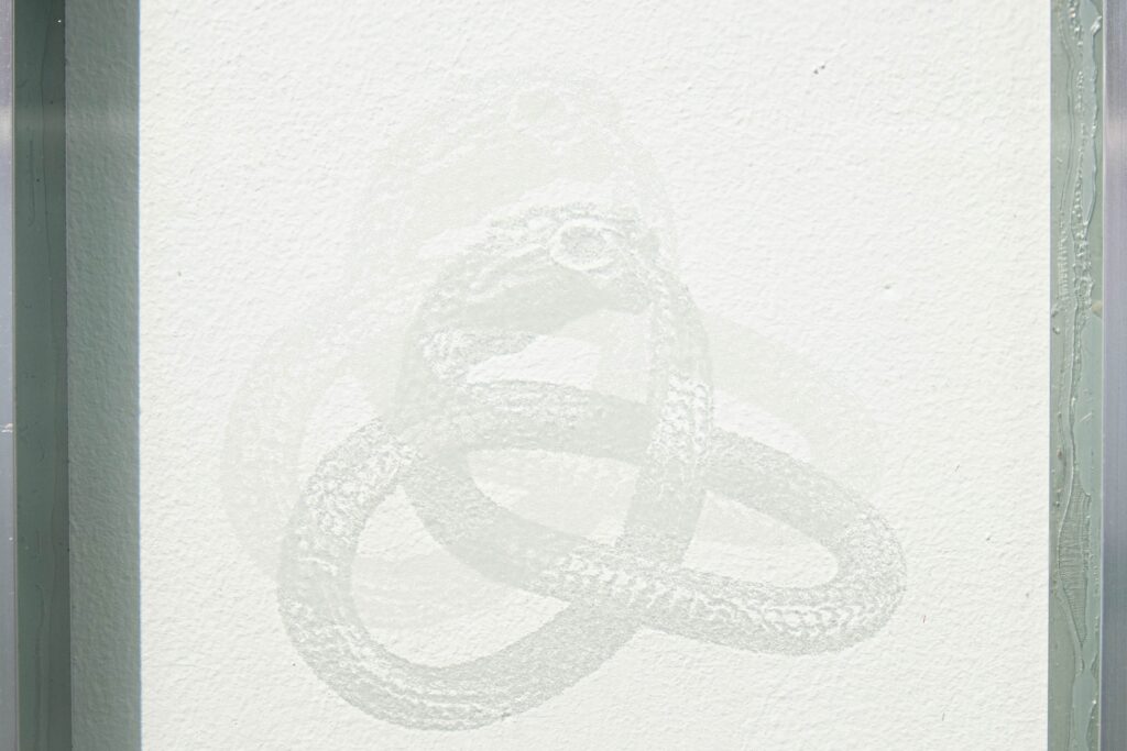 Detail of Suspended Animation